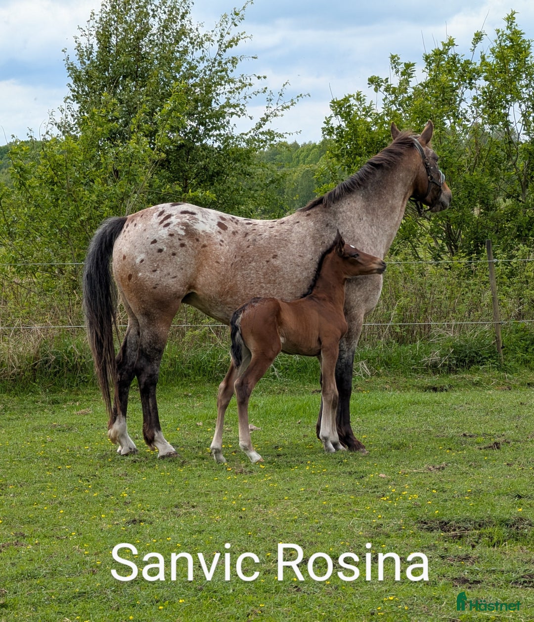 Allround hästar till salu: Trevligt knabstruppersto - föl född 2025 i Falköping - Annons 4