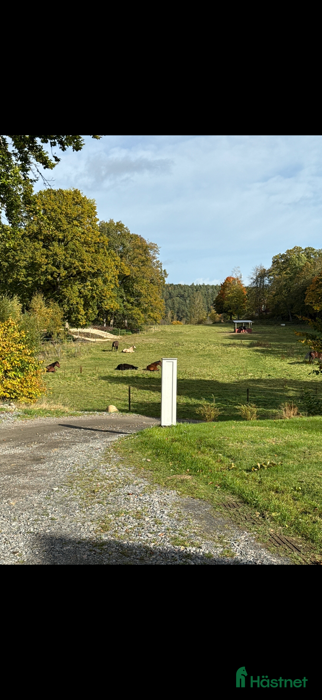Allround hästar sökes: Trygg valack till Kärleksfullt hem i Alingsås - Annons 3