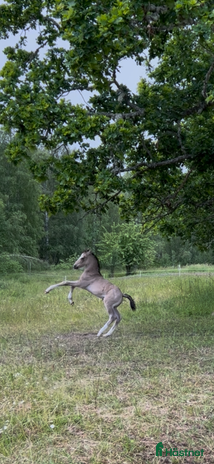 hästar i Åtvidaberg - Annons 9