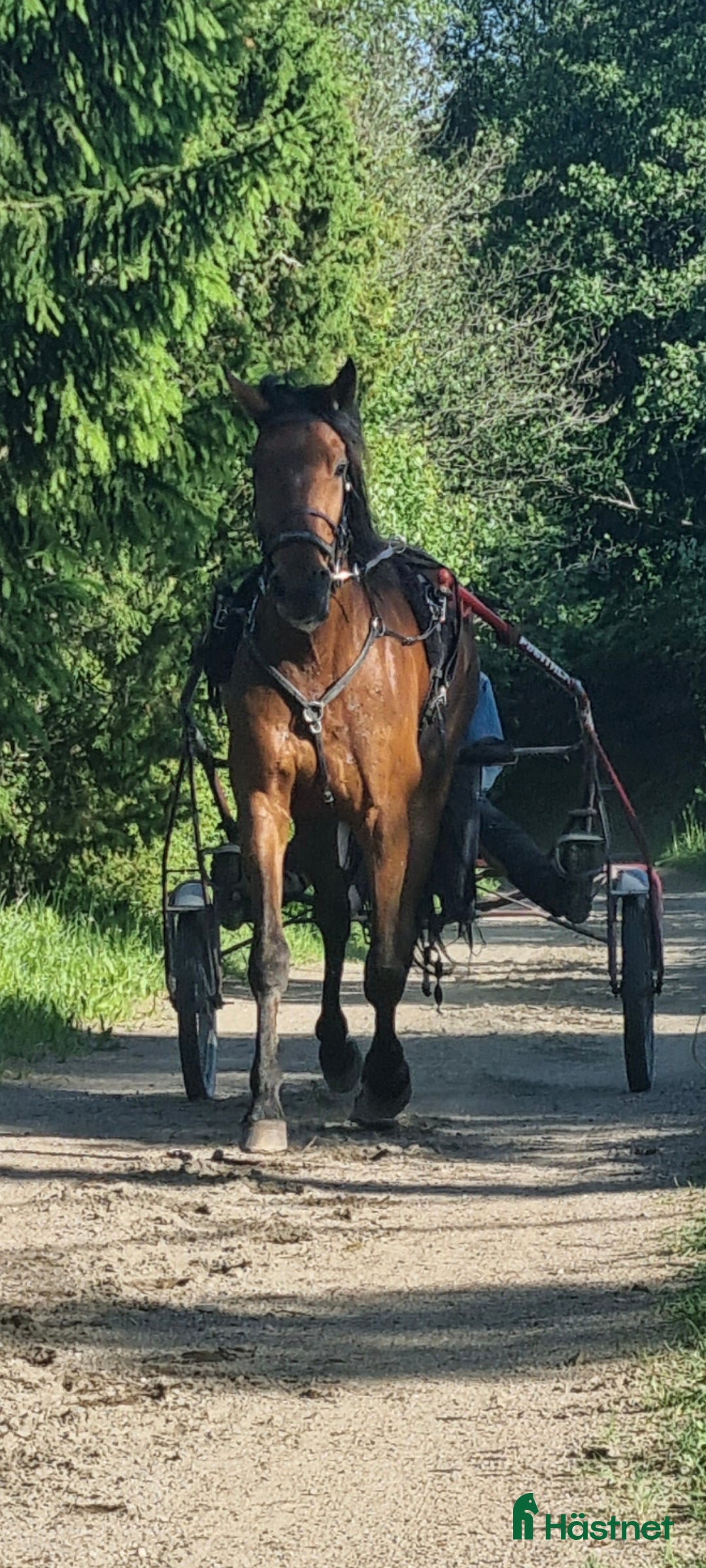 Trav hästar till salu: Säljes som ridhäst i Väddö - Annons 2