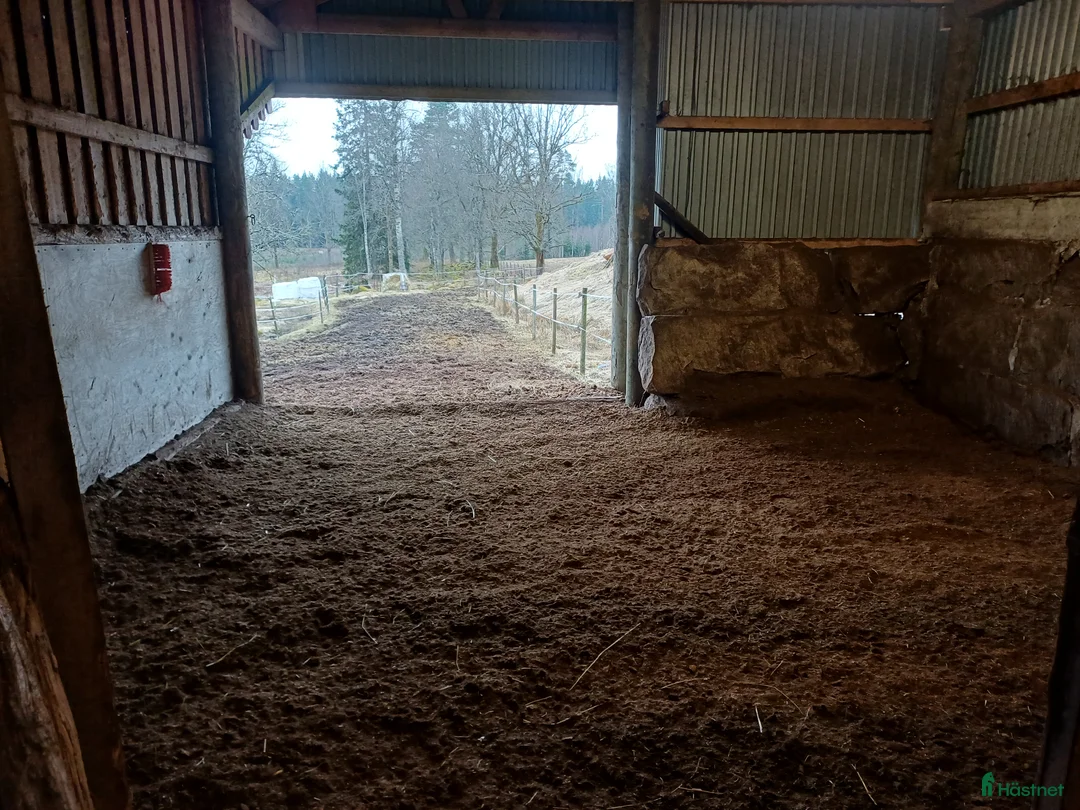 Allround hästar sökes: Ny familjemedlem sökes! Sto/valack i Limmared - Annons 1