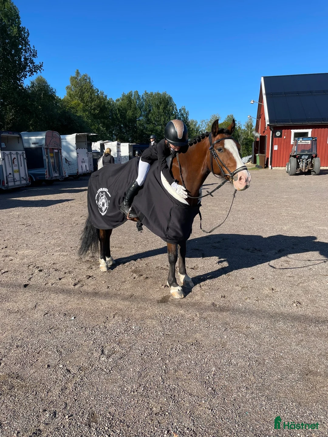Övrigt hästar till salu: Sällskap eller lättare ridning - Annons 3