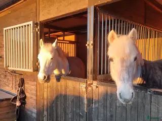 stallplats 3 lediga uteboxar i Bålsta - Annons 2