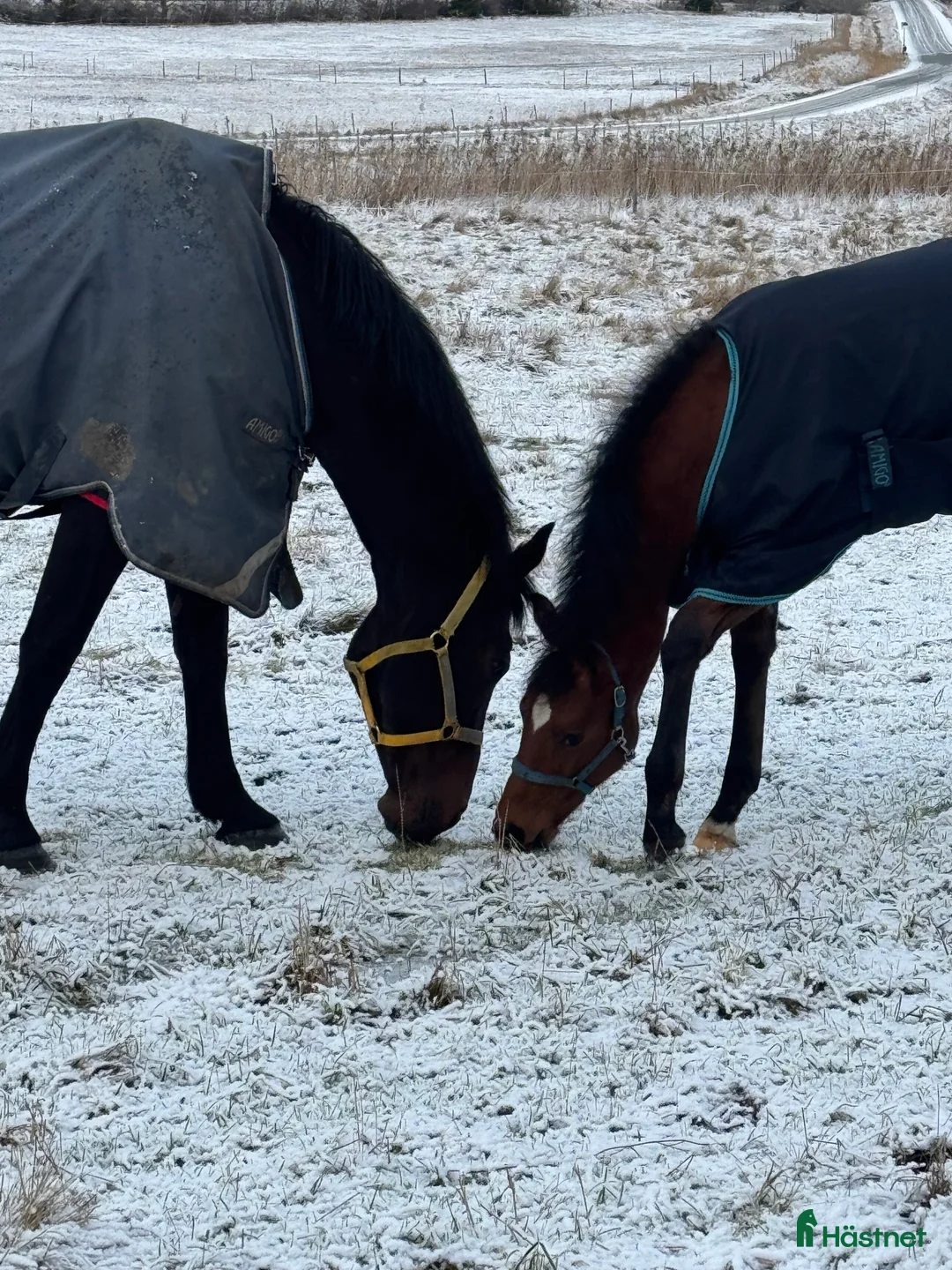 Allround hästar till salu: Swb hingst e. Cornettino Ask  - Annons 5