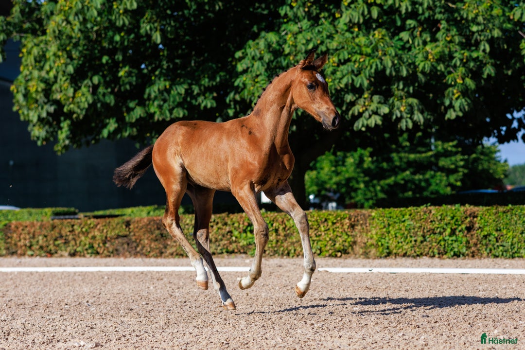 Hoppning hästar till salu: Otroligt hingstföl med starkt möderne  - Annons 5