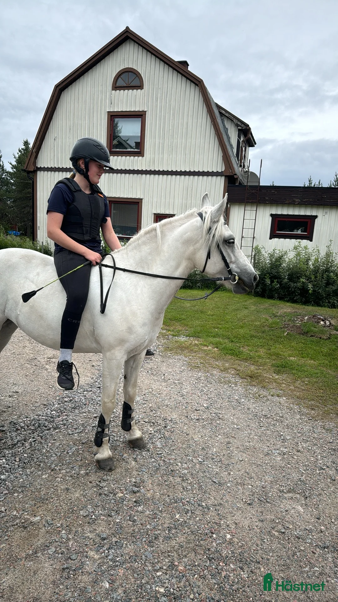 Allround hästar till salu: En bästa kompis  i Sangis - Annons 4