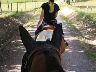 stallplats Stallplats i lösdriftsstall i Mjölby - Annons 3