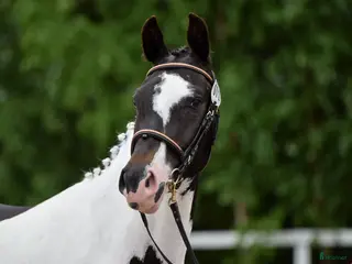 hästar Underbar allround häst till bra pris! - Annons 1