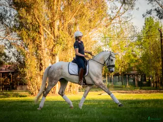 hästar Framtida stjärna lusowarmblood - Annons 16