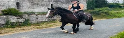 Allround hästar till salu: Lovely gelding 140cm - Annons 8
