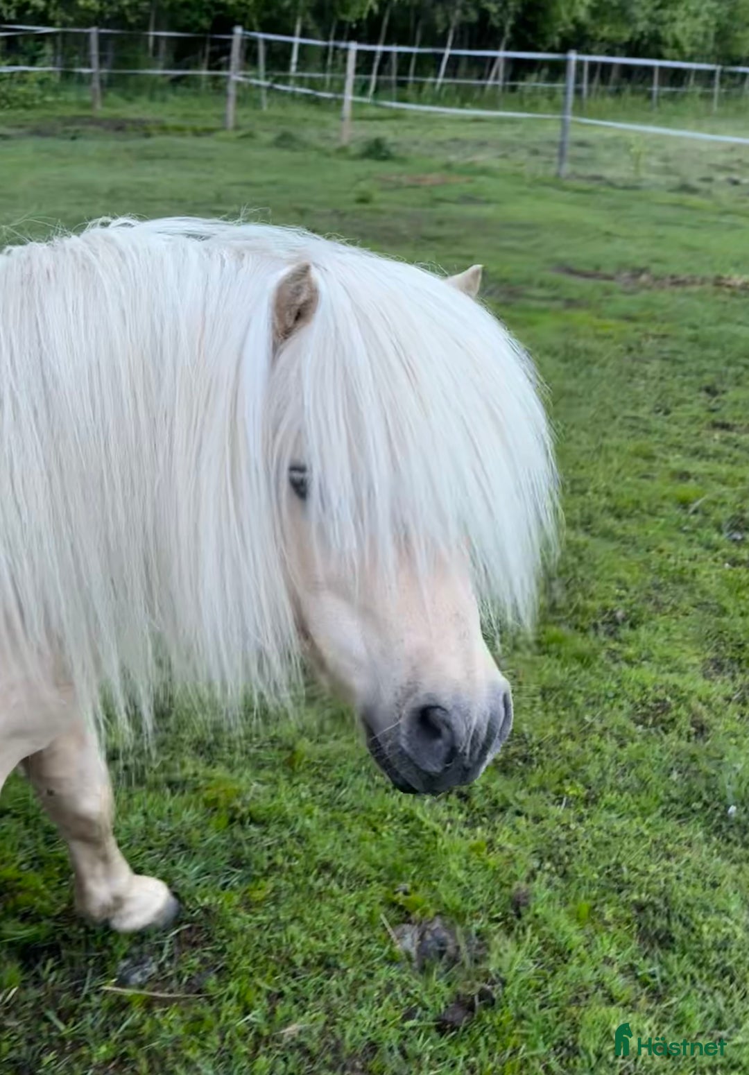 Utställning hästar till salu: Godkänd hingst med väldigt trevligt temperament i Bjästa - Annons 2