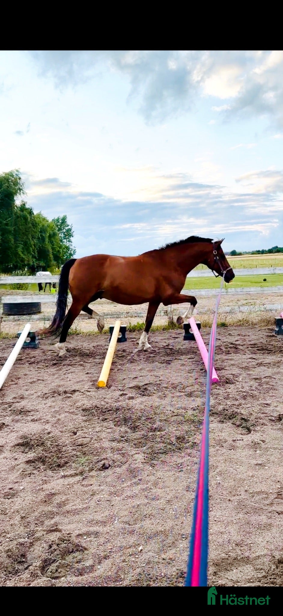 stallplats Lösdriftsplats för sto - Annons 2