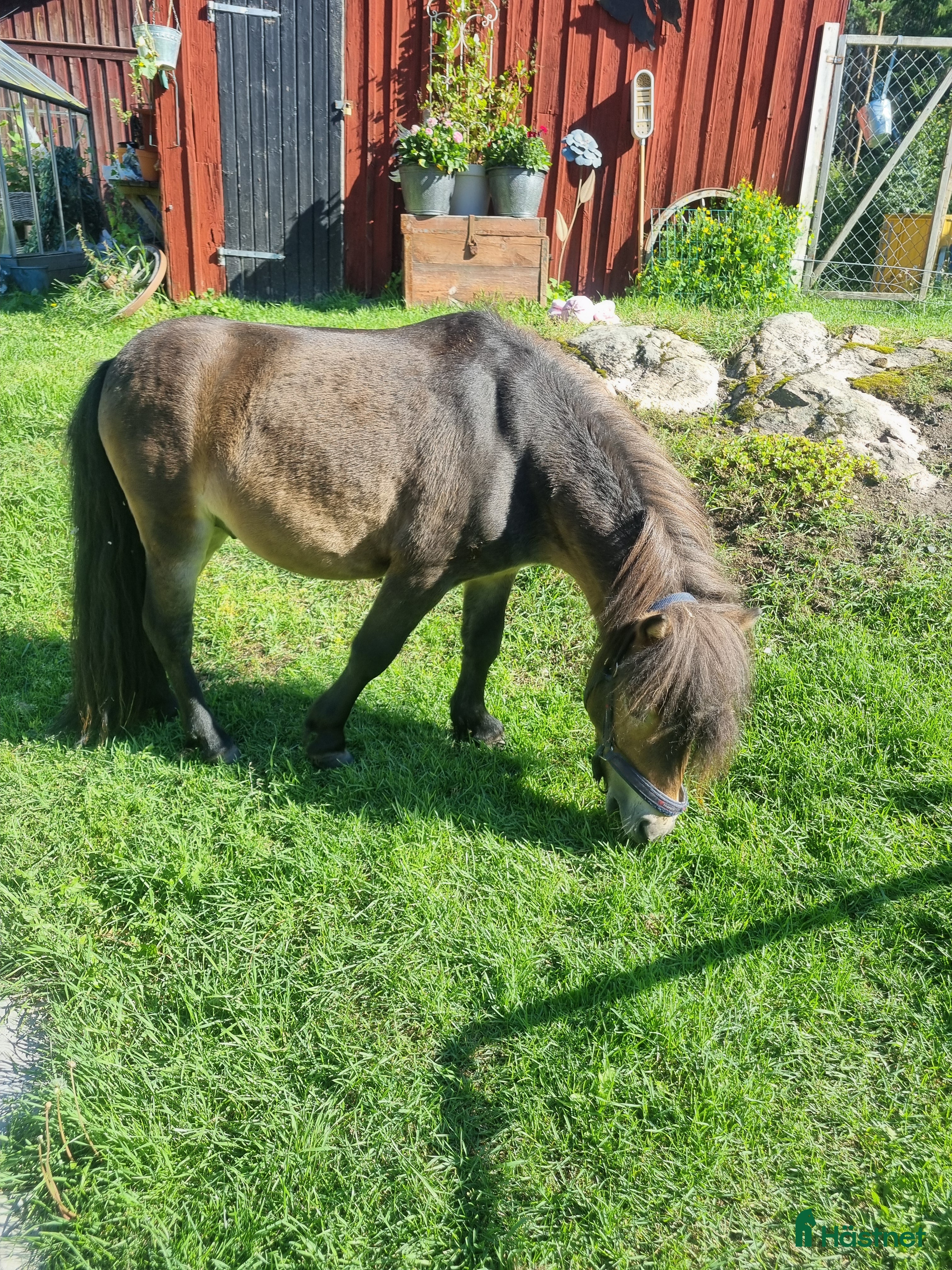  hästar Snäll Shettishingst med stam. i Norberg - Annons 5
