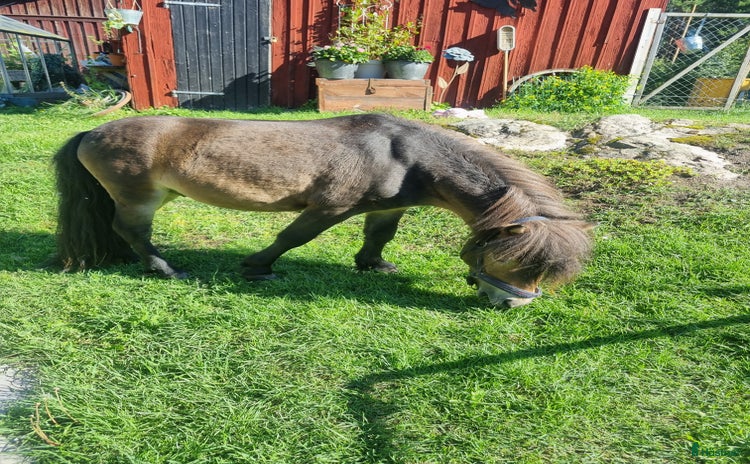  hästar i Norberg - Annons 9