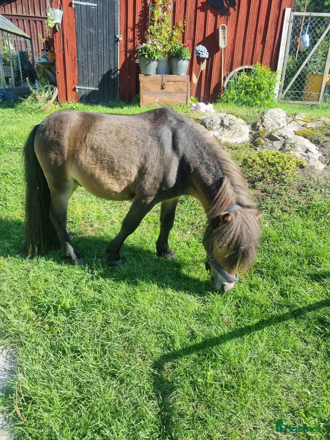 Allround hästar till salu: Snäll Shettishingst med stam. - Annons 1