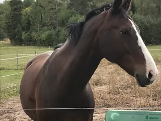 hästar Vackert sto söker ett tryggt och långsiktigt hem i Tyresö - Annons 8