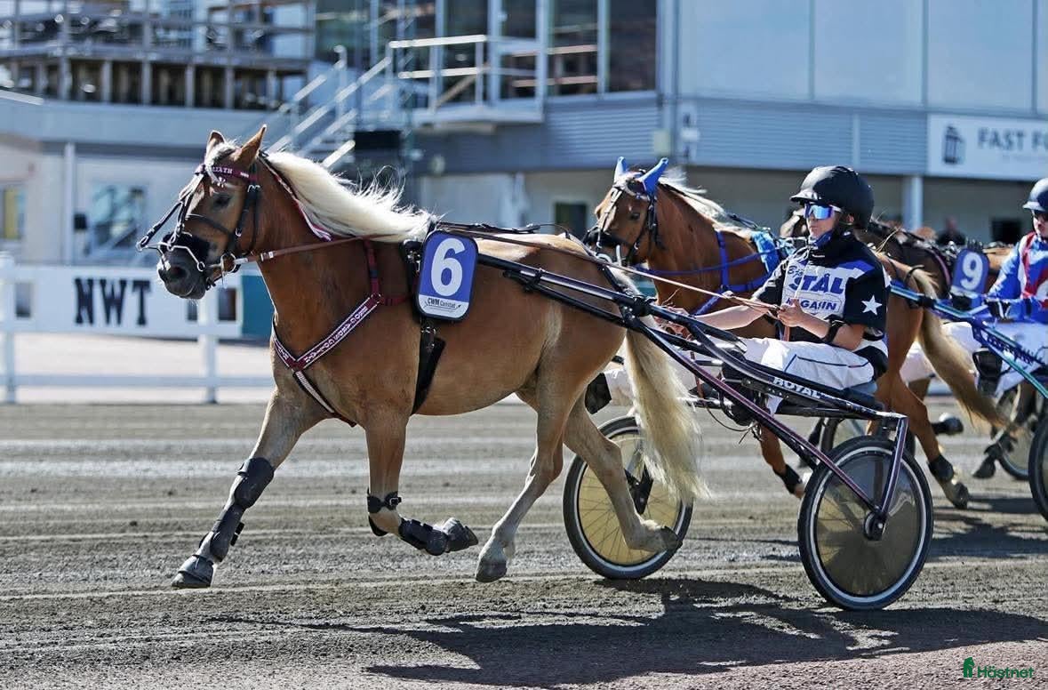  hästar Ponny med utvecklingspotential - Annons 19