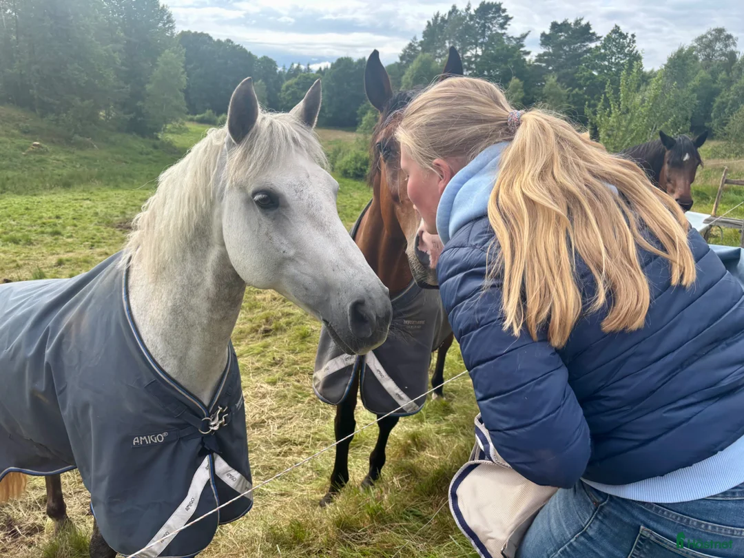 Allround hästar till salu: Connemara sto letar nytt hem! - Annons 3