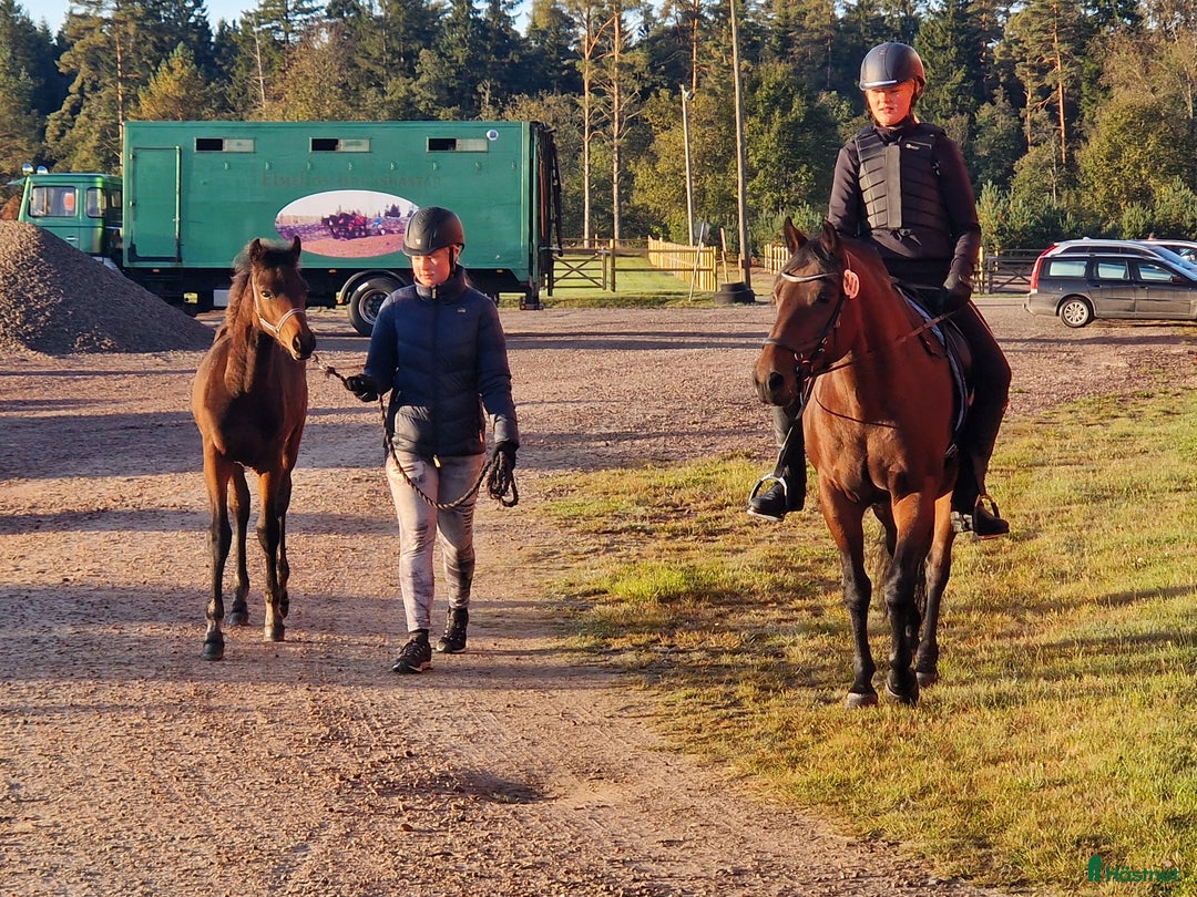 Allround hästar till salu: Morgan Hingstföl i Sätila - Annons 4