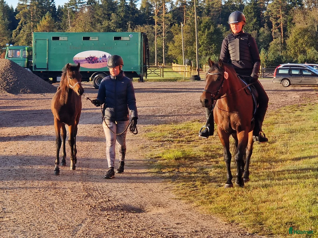 Allround hästar till salu: Morgan Hingstföl i Sätila - Annons 4