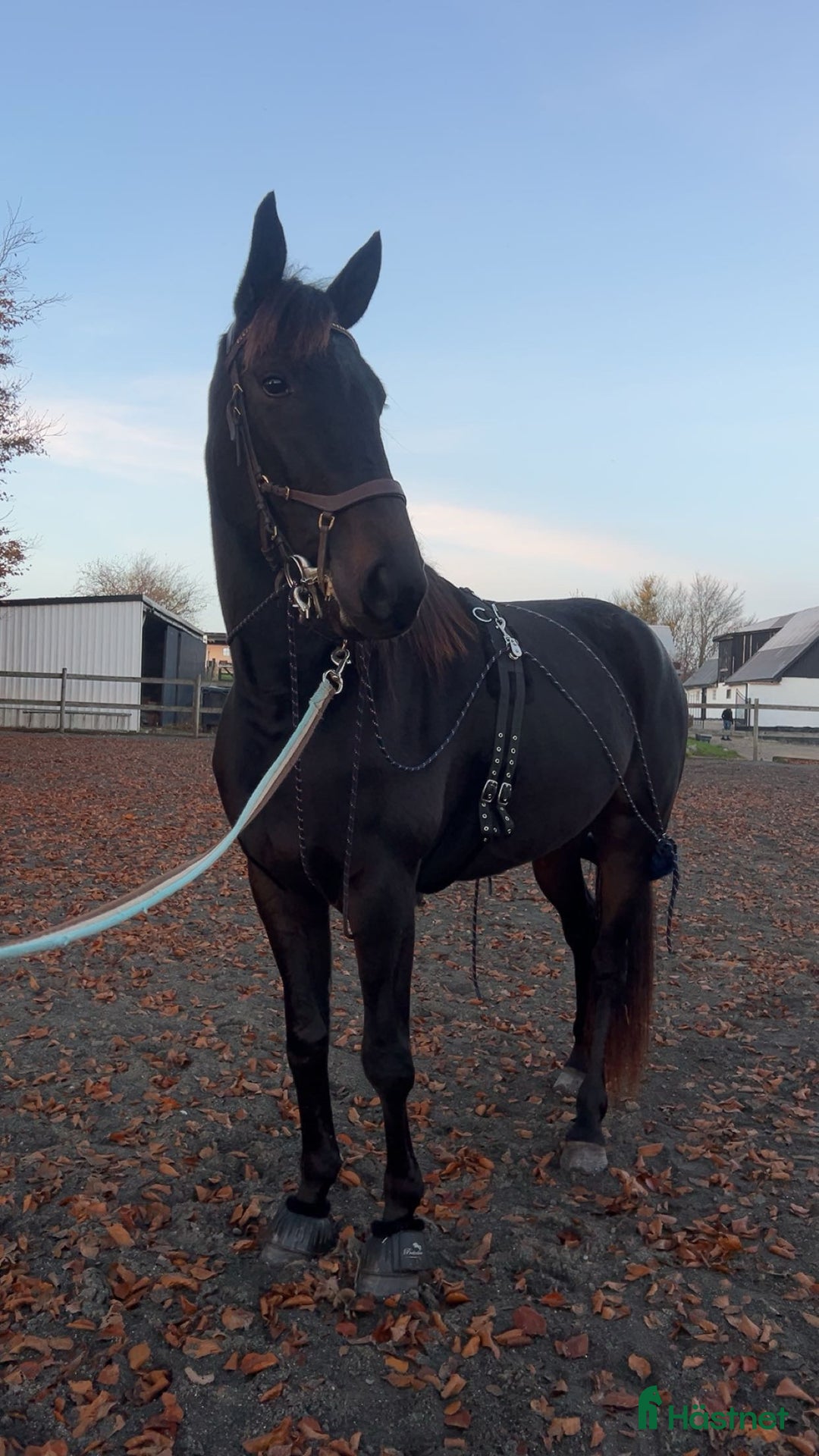 Allround hästar till salu: Världens snällaste tjej  i Blentarp - Annons 4