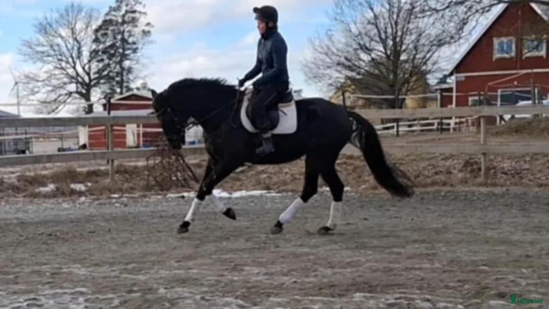 Allround hästar till salu: Svart guldklimp  - Annons 1
