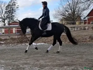 hästar Svart guldklimp - Annons 12