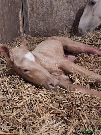 Galleribild {{count}}