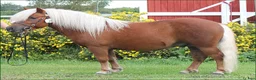 Allround hästar till salu: Trevlig och snygg shetlandsvalck - Annons 2