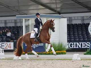 hästjobb Sommarjobb - Annons 4