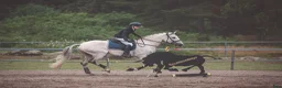 Allround hästar till salu: Utvecklingsbar lusitanovalack!🌟 - Annons 6