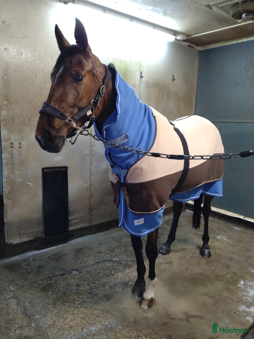 Allround hästar till salu: Världens bästa Alba  - Annons 3