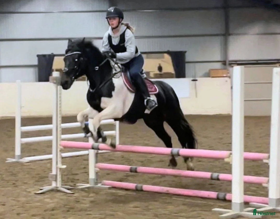 Allround hästar till salu: En perfekt läromästare och första ponny - Annons 8