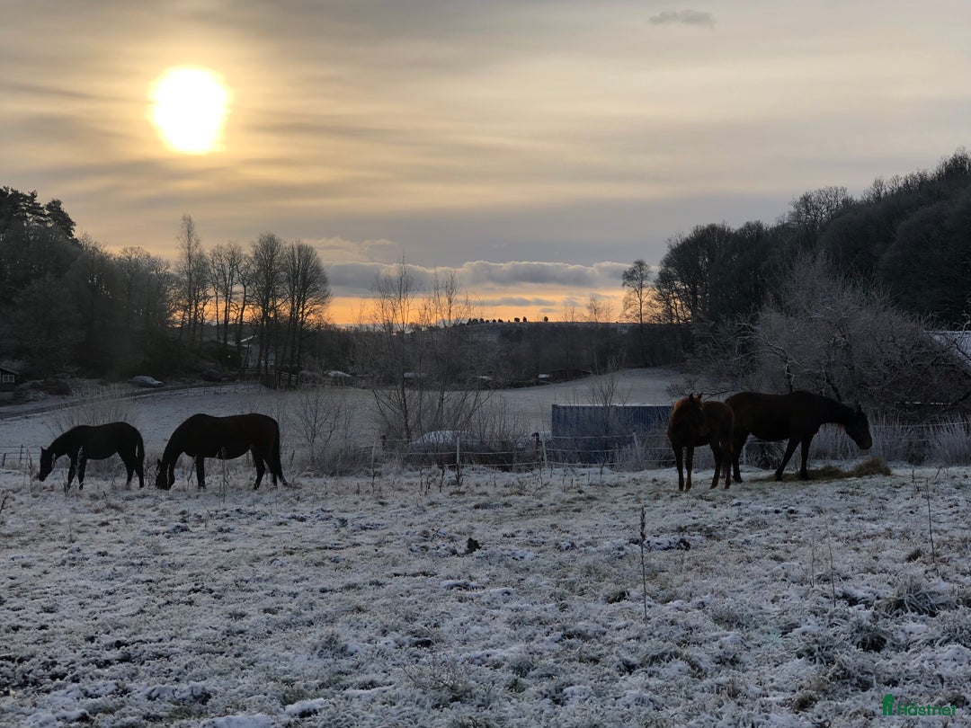 stallplats finnes: Boxar/stalldel/ Lägenhet uthyres  i Lindome - Annons 3