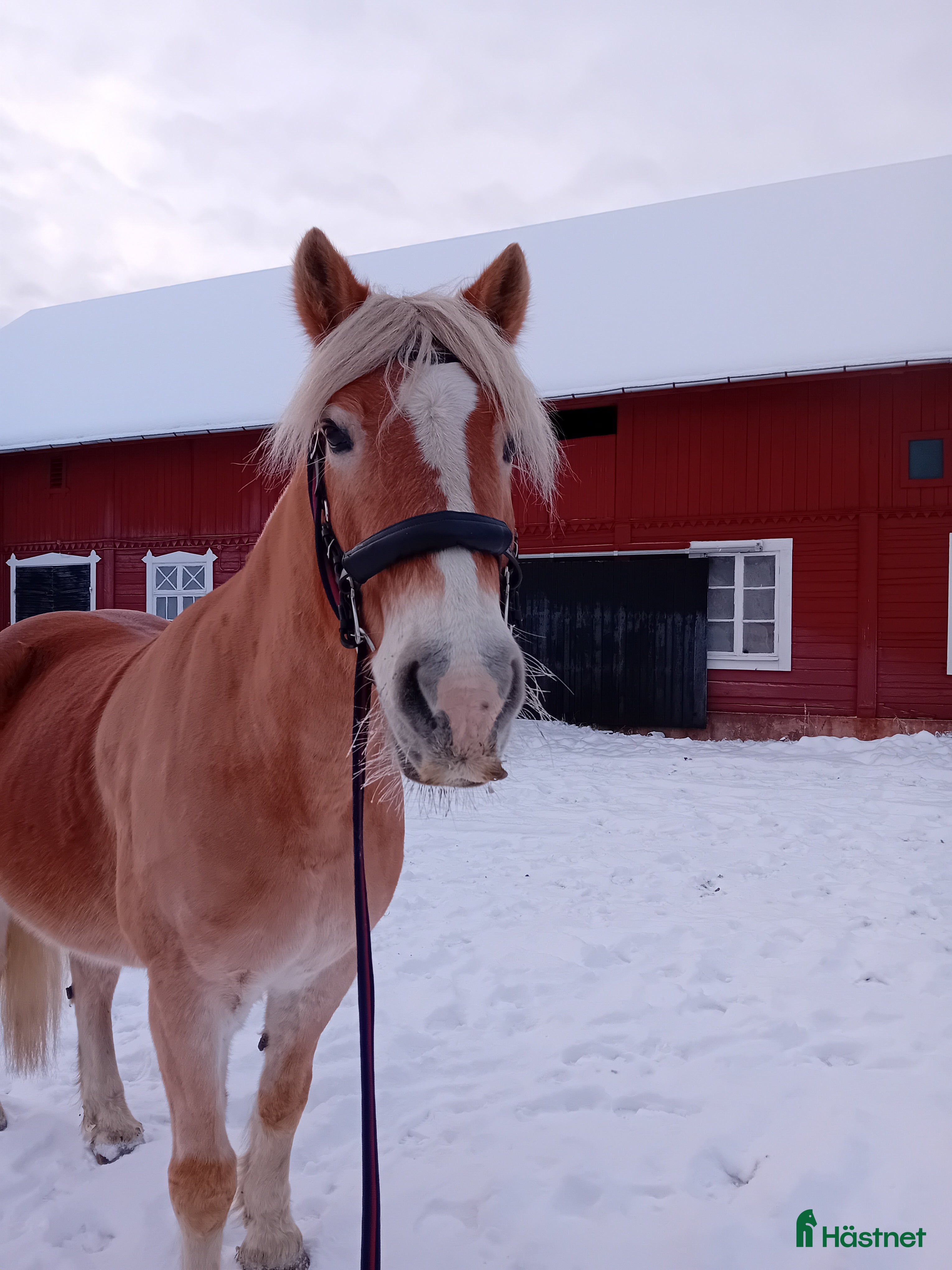 Allround hästar till salu: Söker nytt hem massa kärlek och långa uteritter  i Edsbruk - Annons 2