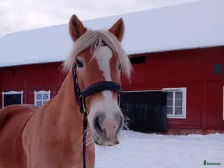 Allround hästar till salu: Söker nytt hem massa kärlek och långa uteritter i Edsbruk - Annons 2