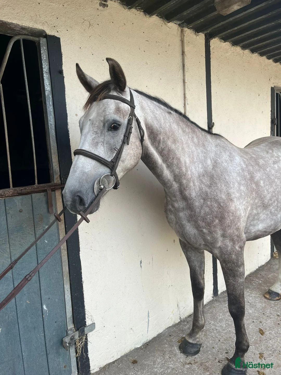 Allround hästar till salu: Alrounder/ Showjumping Horse  i Vrigstad - Annons 2