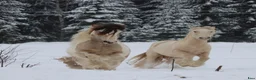 Allround hästar till salu: Gypsy Cob selges! - Annons 19