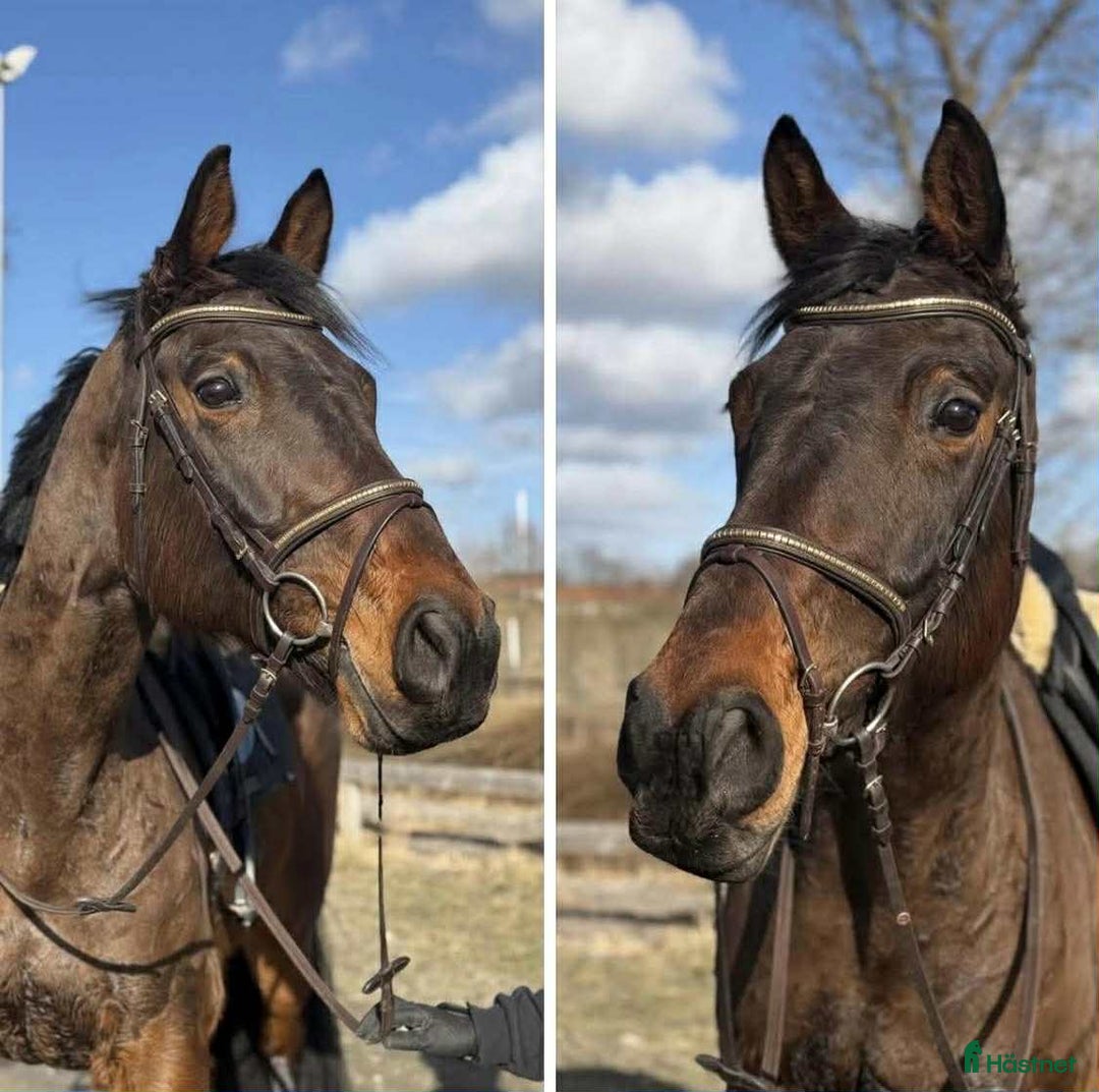Allround hästar till salu: Projekt för den kunnige i Fagersta - Annons 1