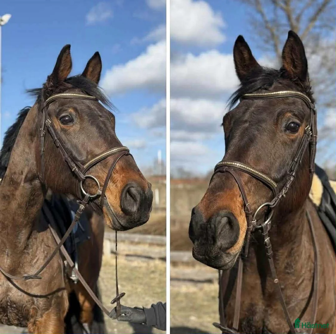 Allround hästar till salu: Projekt för den kunnige i Fagersta - Annons 1