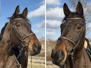 Allround hästar till salu: Projekt för den kunnige i Fagersta - Annons 2