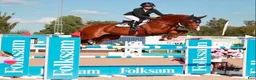 Hoppning hästar till salu: *Unikt tillfälle* Vackert stoföl med toppstam - Annons 3