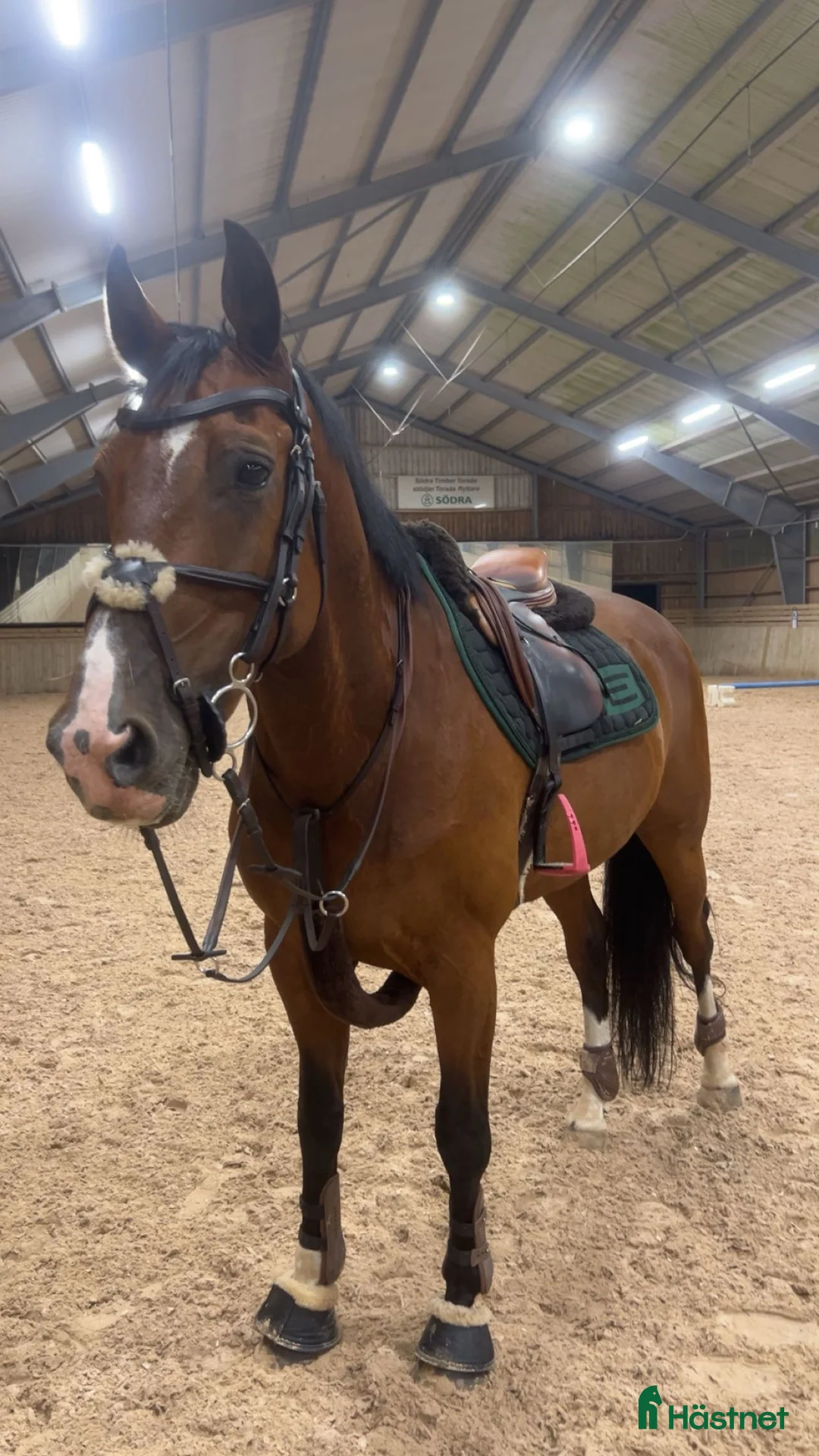 Allround hästar till salu: Kwpn valack med potential 🌟 - Annons 1