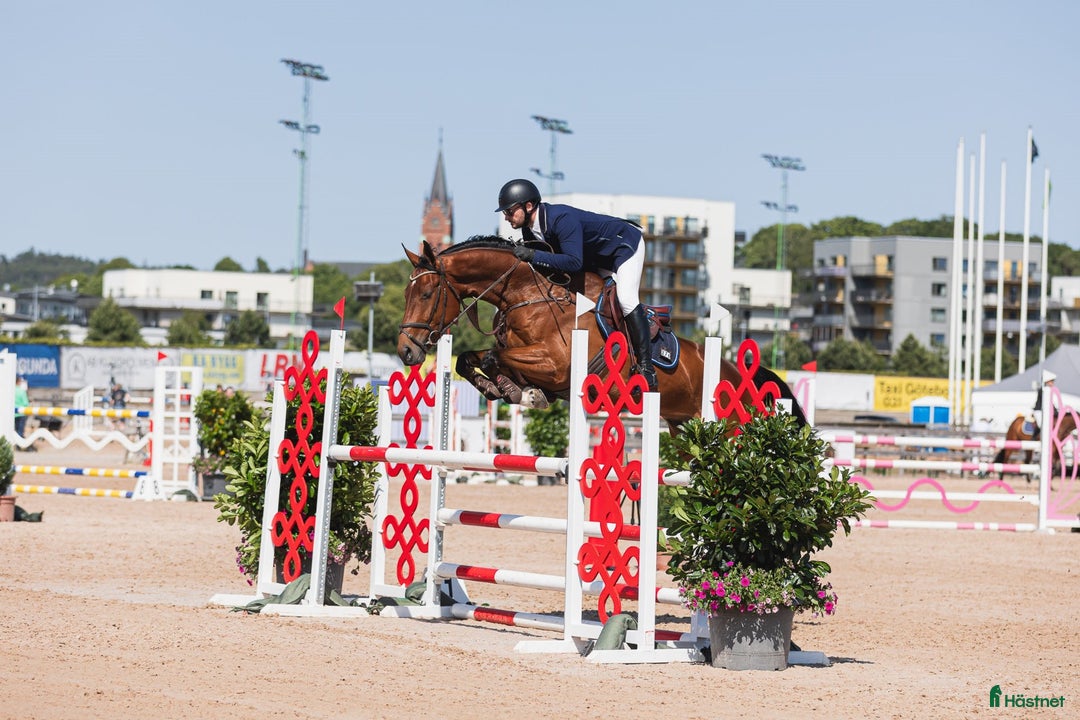 Hoppning hästar till salu: Snygg välutbildad hoppstammad valack i Kristianstad - Annons 1