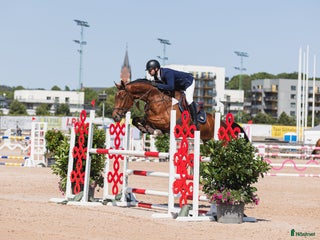 Hoppning hästar till salu: Snygg välutbildad hoppstammad valack i Kristianstad - Annons 1