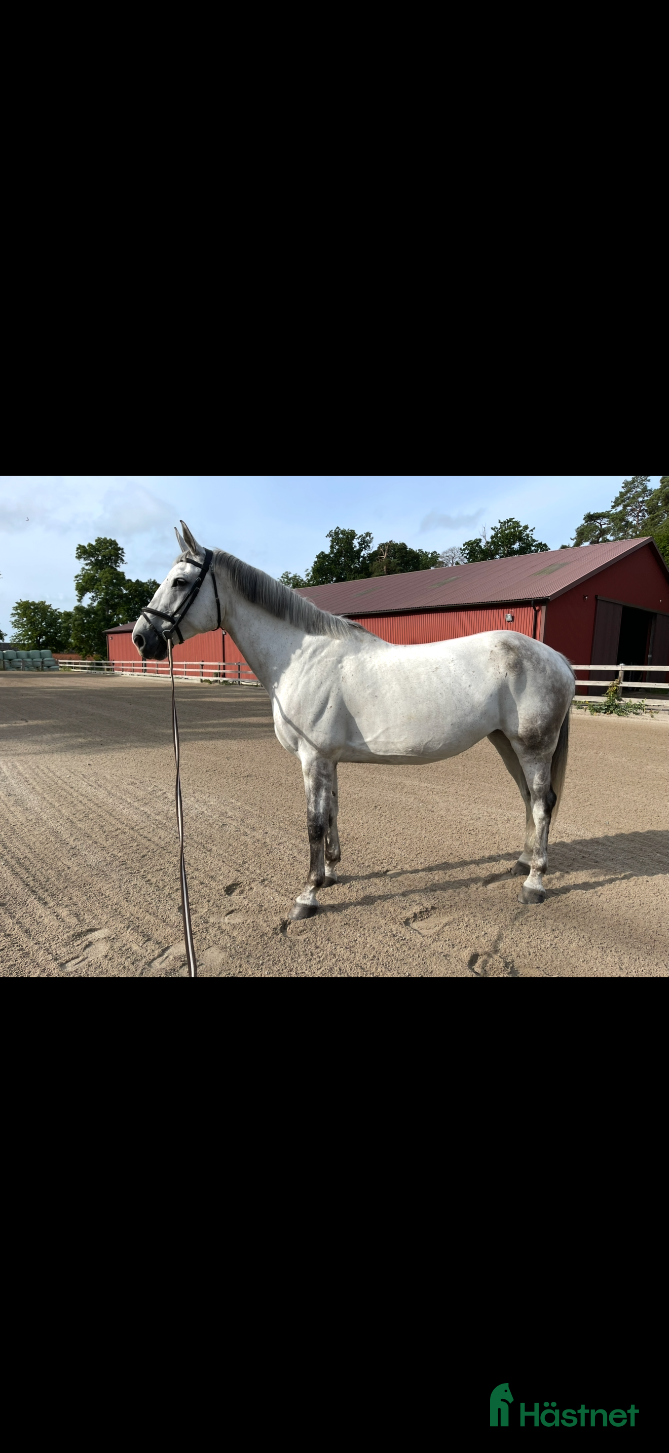  hästar Fantastiskt sto i Påryd - Annons 1