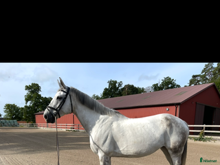 hästar Fantastiskt sto i Påryd - Annons 1