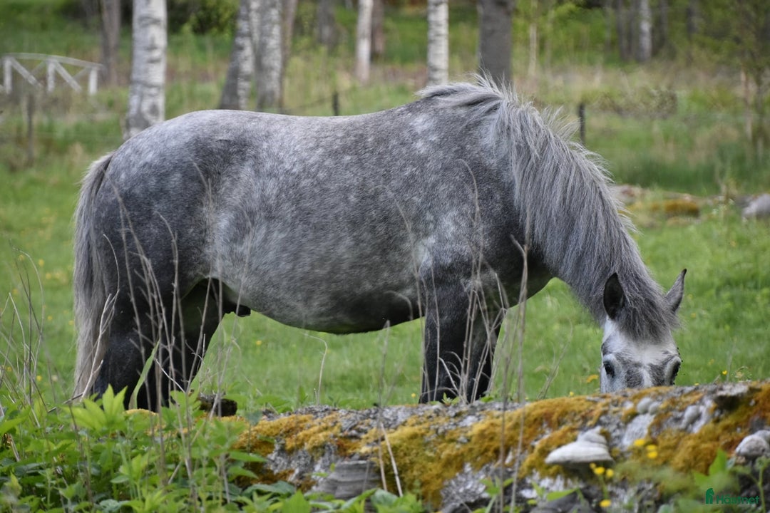 Allround hästar till salu: Svenskfödd, riden, supersnäll 3-åring med fin stam i Fjärdhundra - Annons 9