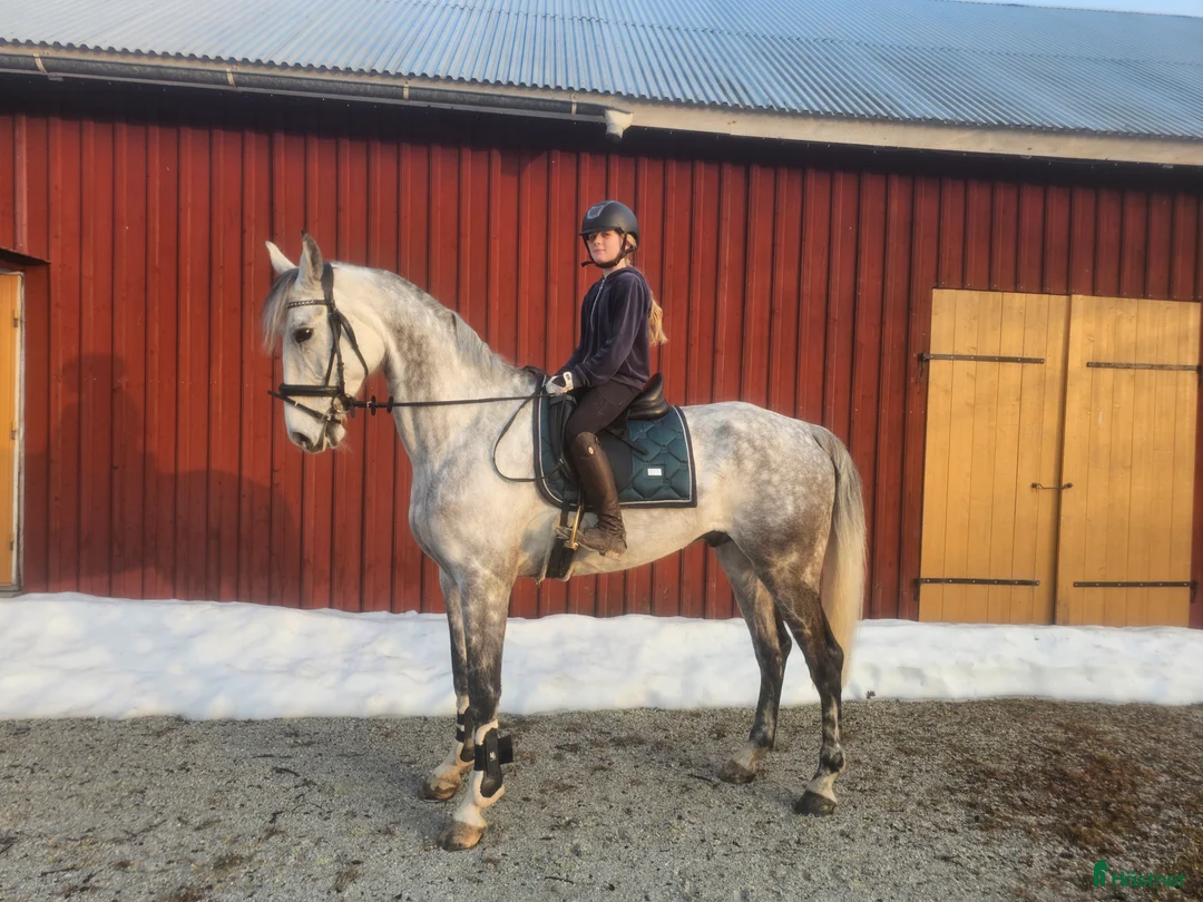 Allround hästar till salu: Drömhäst 🩷 DRESSYR kapacitet svår klass 🩷 - Annons 2