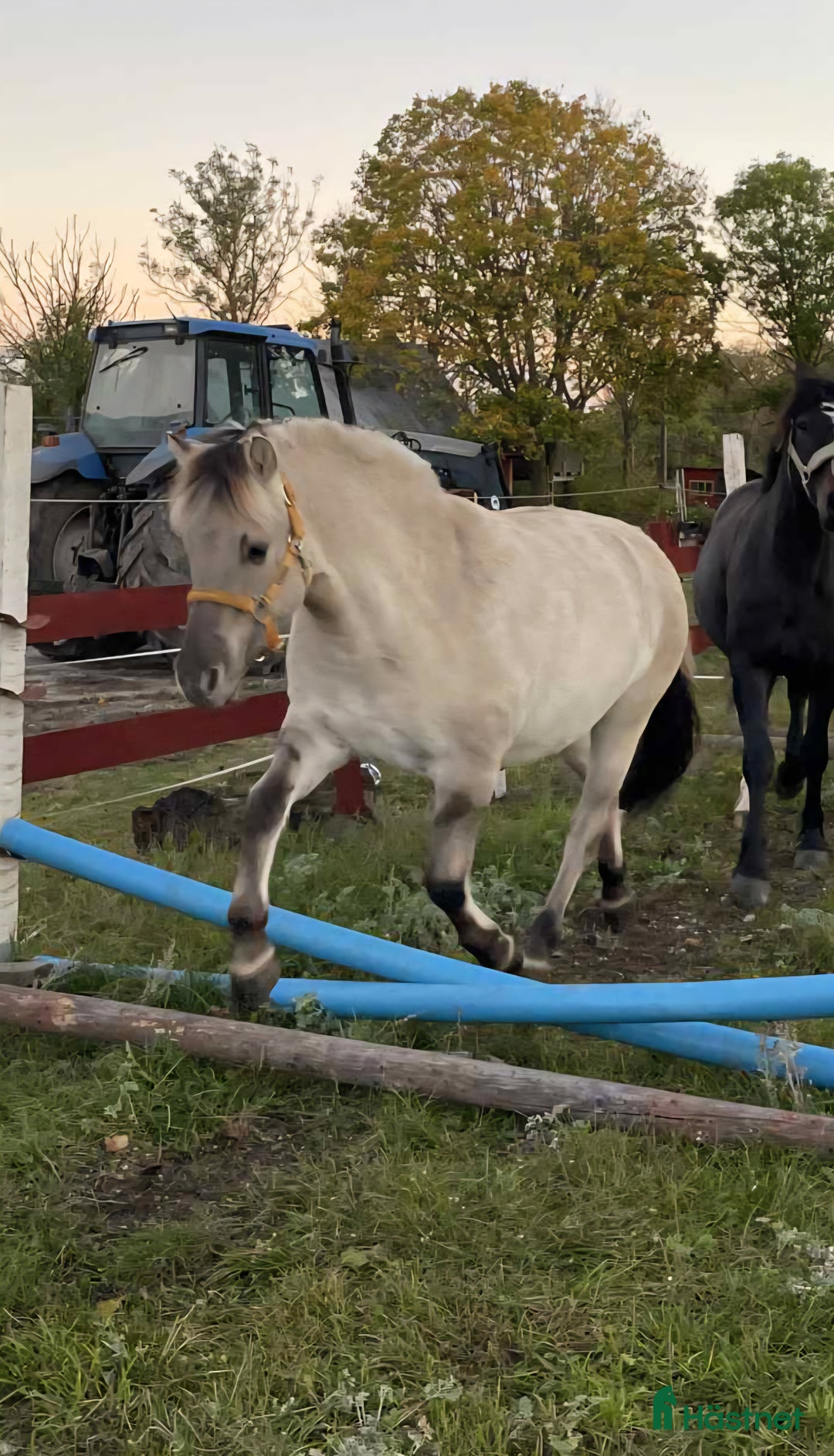 Allround hästar till salu: Härlig kille i Stånga - Annons 2